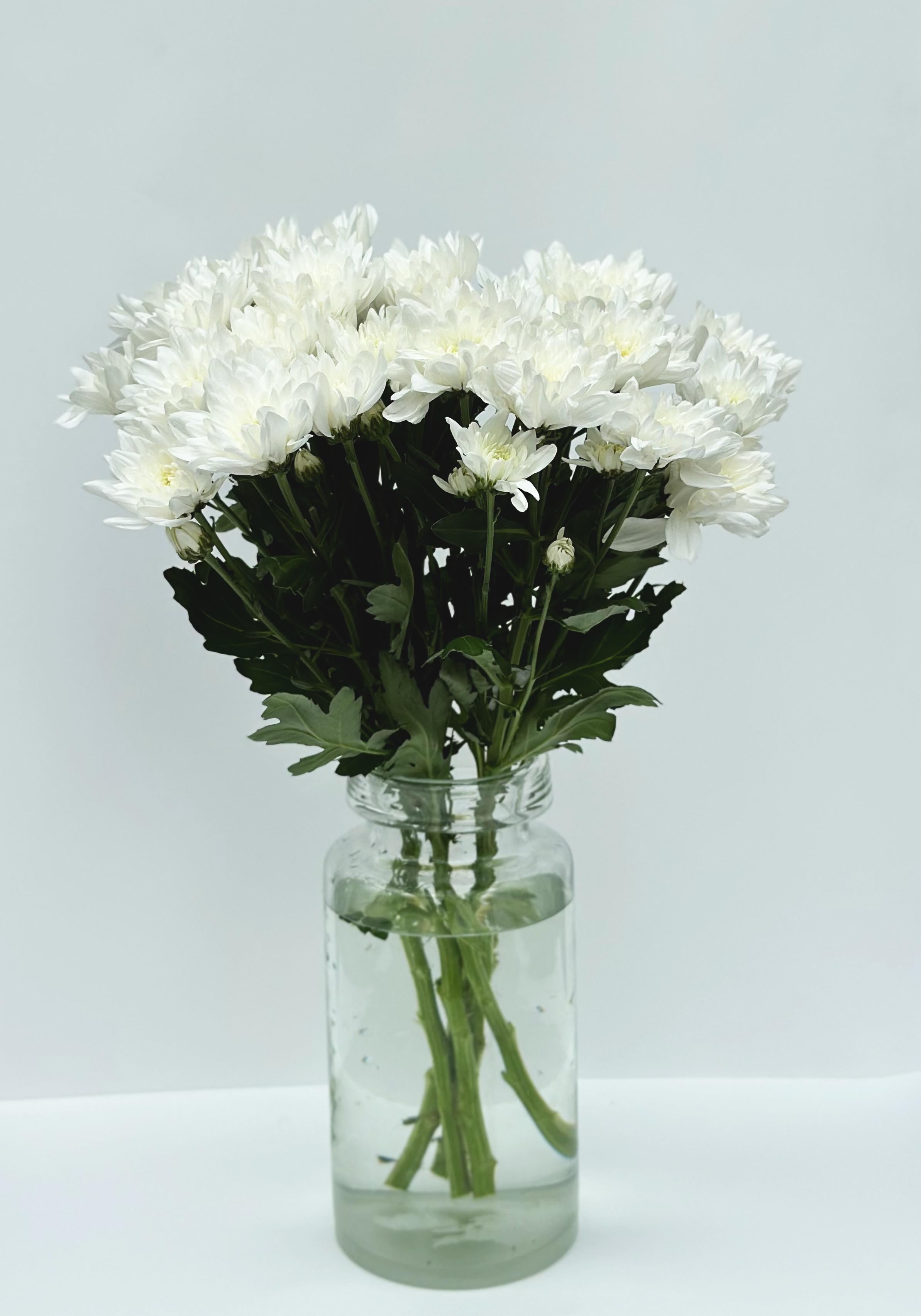 Хризантема "Zembla" белая