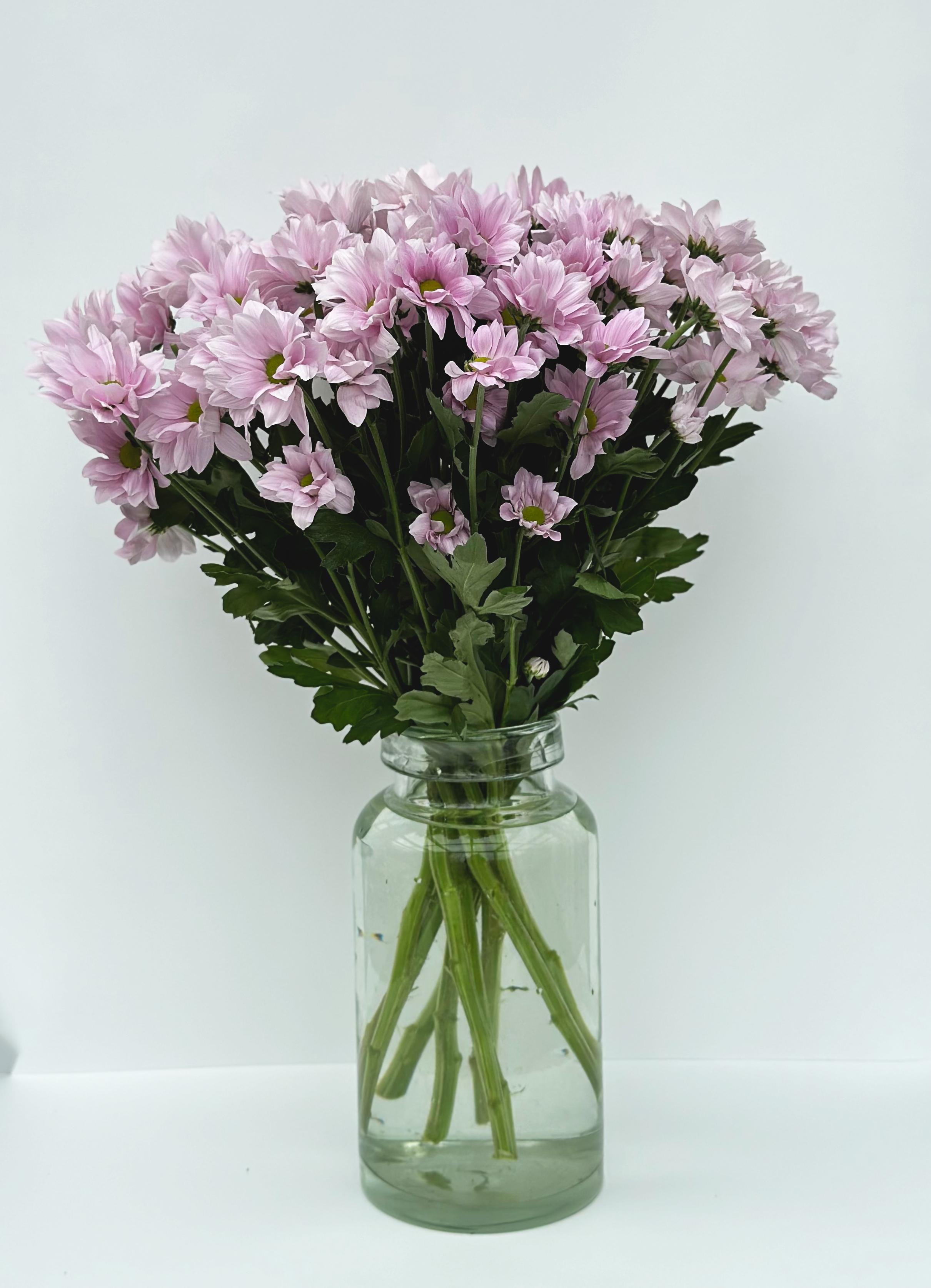 Хризантема "Bacardi" розовая