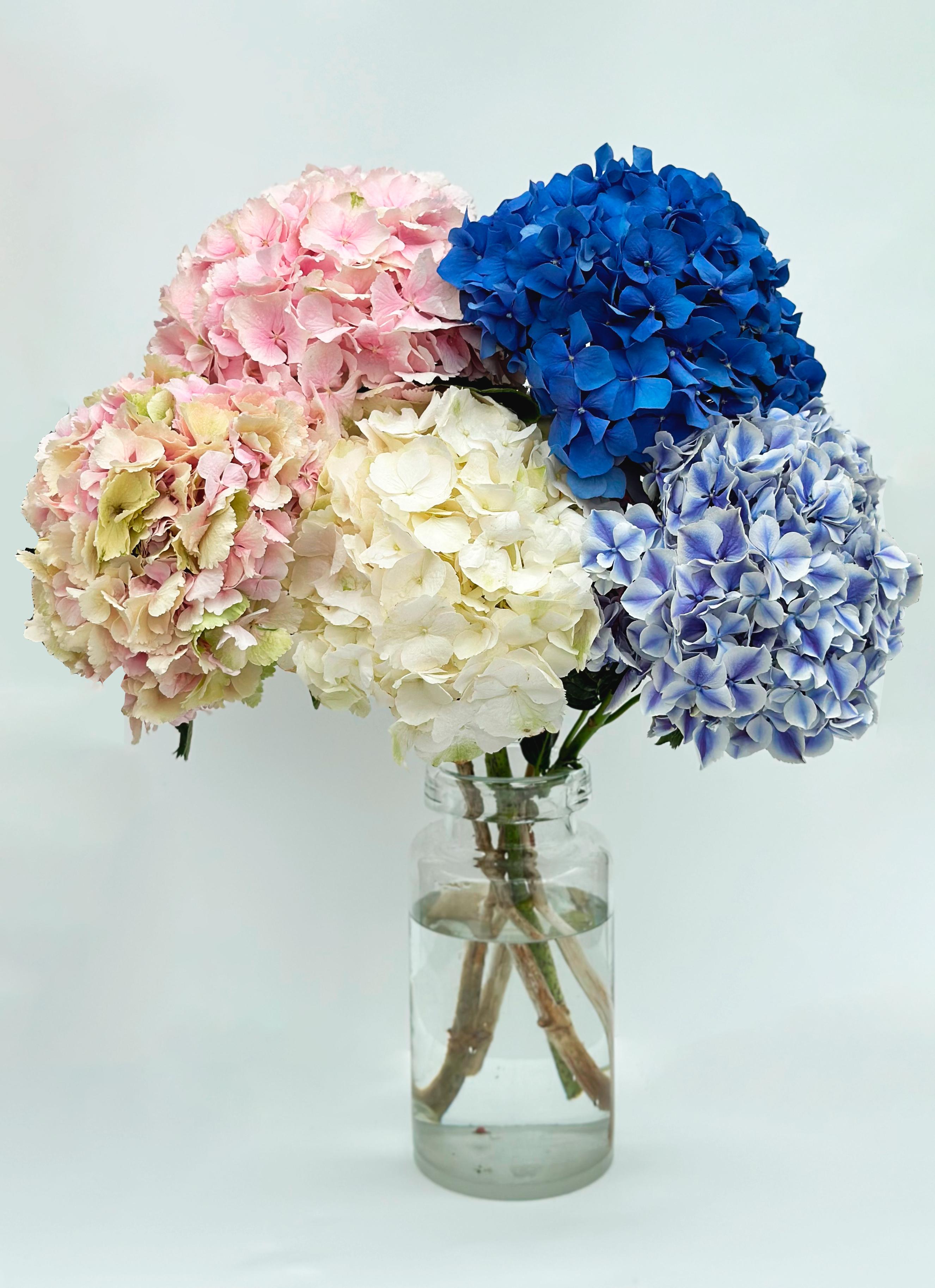 Гортензия Микс