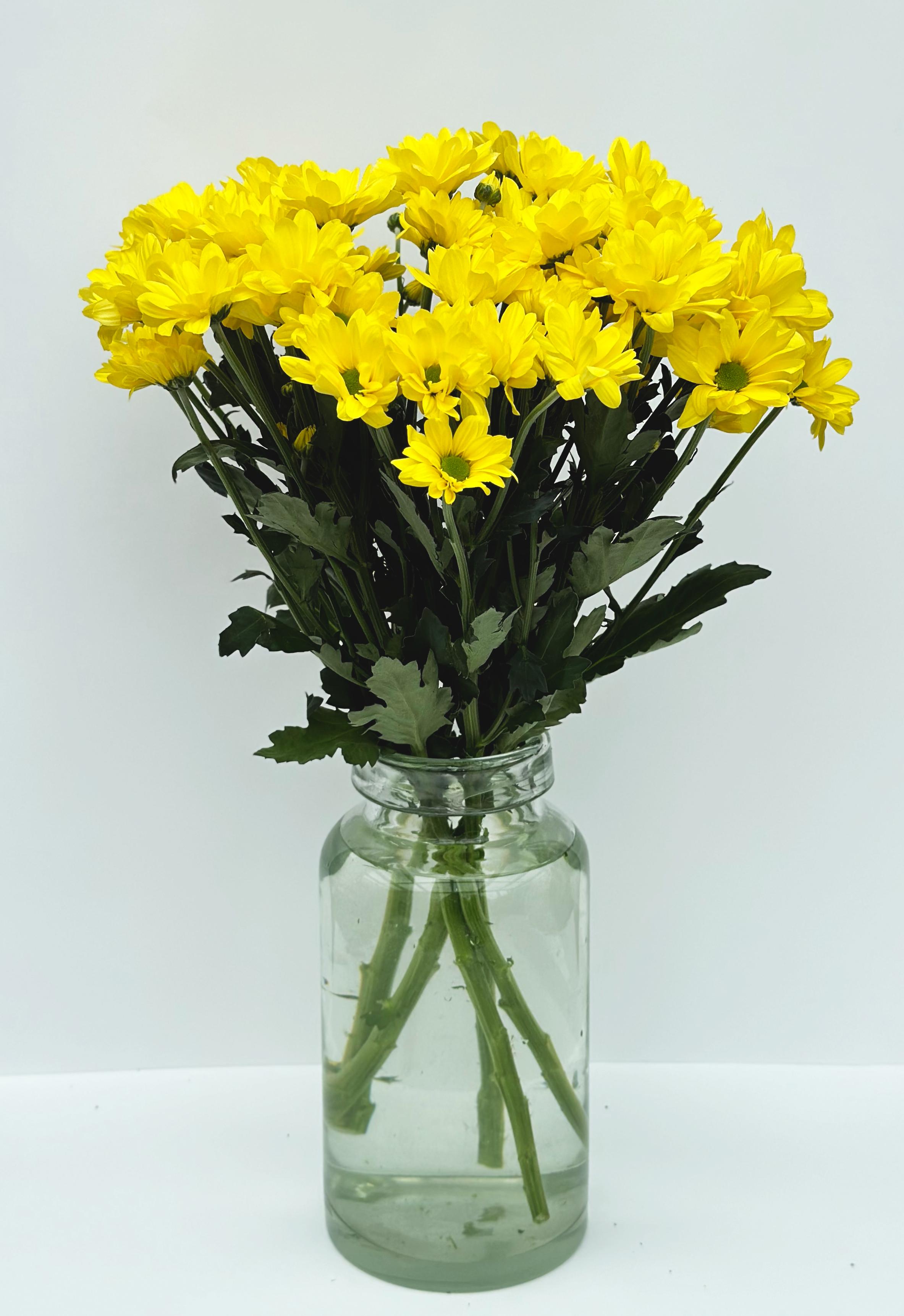 Хризантема "Bacardi" желтая