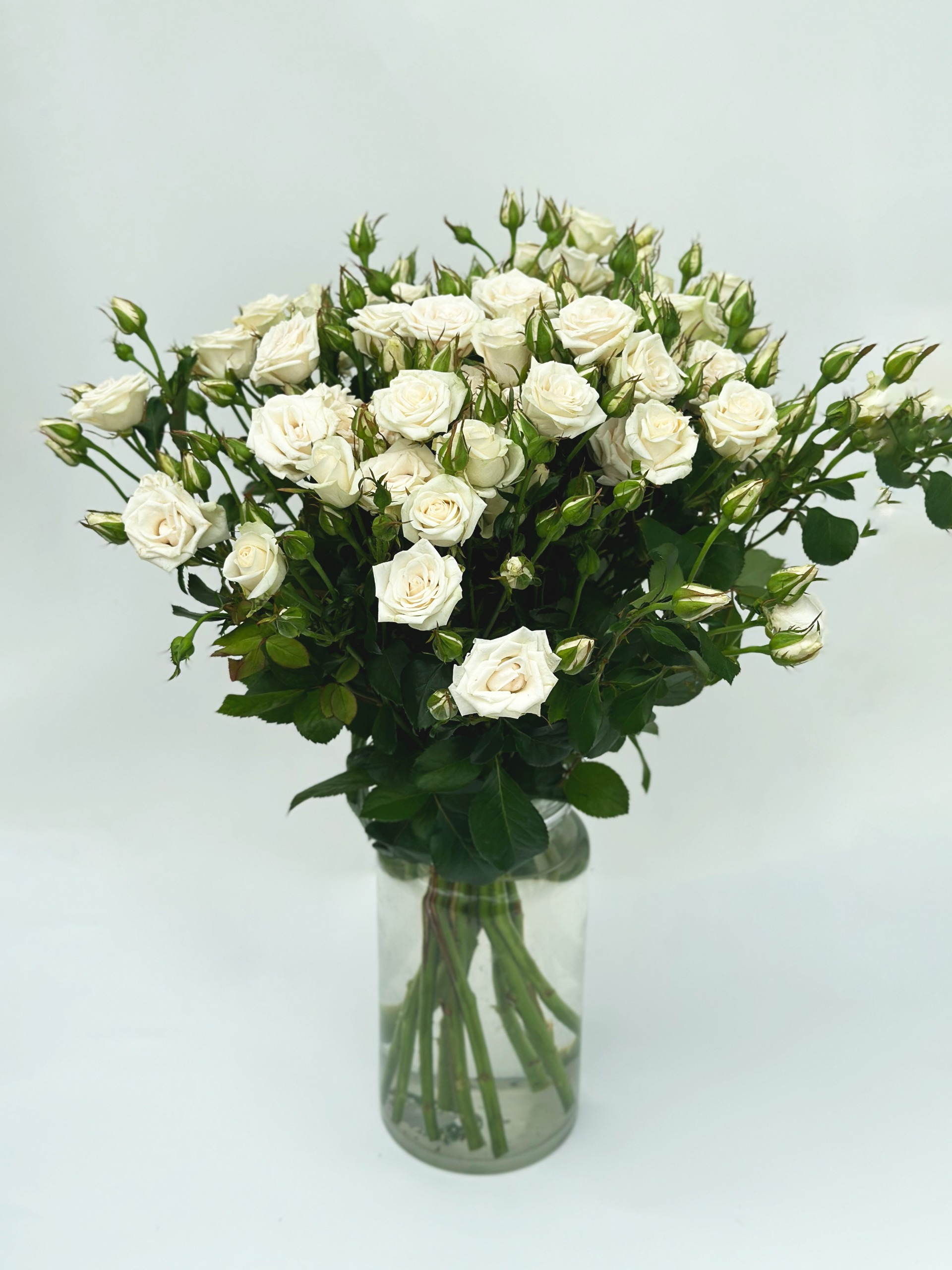 Роза кустовая пионовидная (белая)