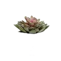Суккуленты