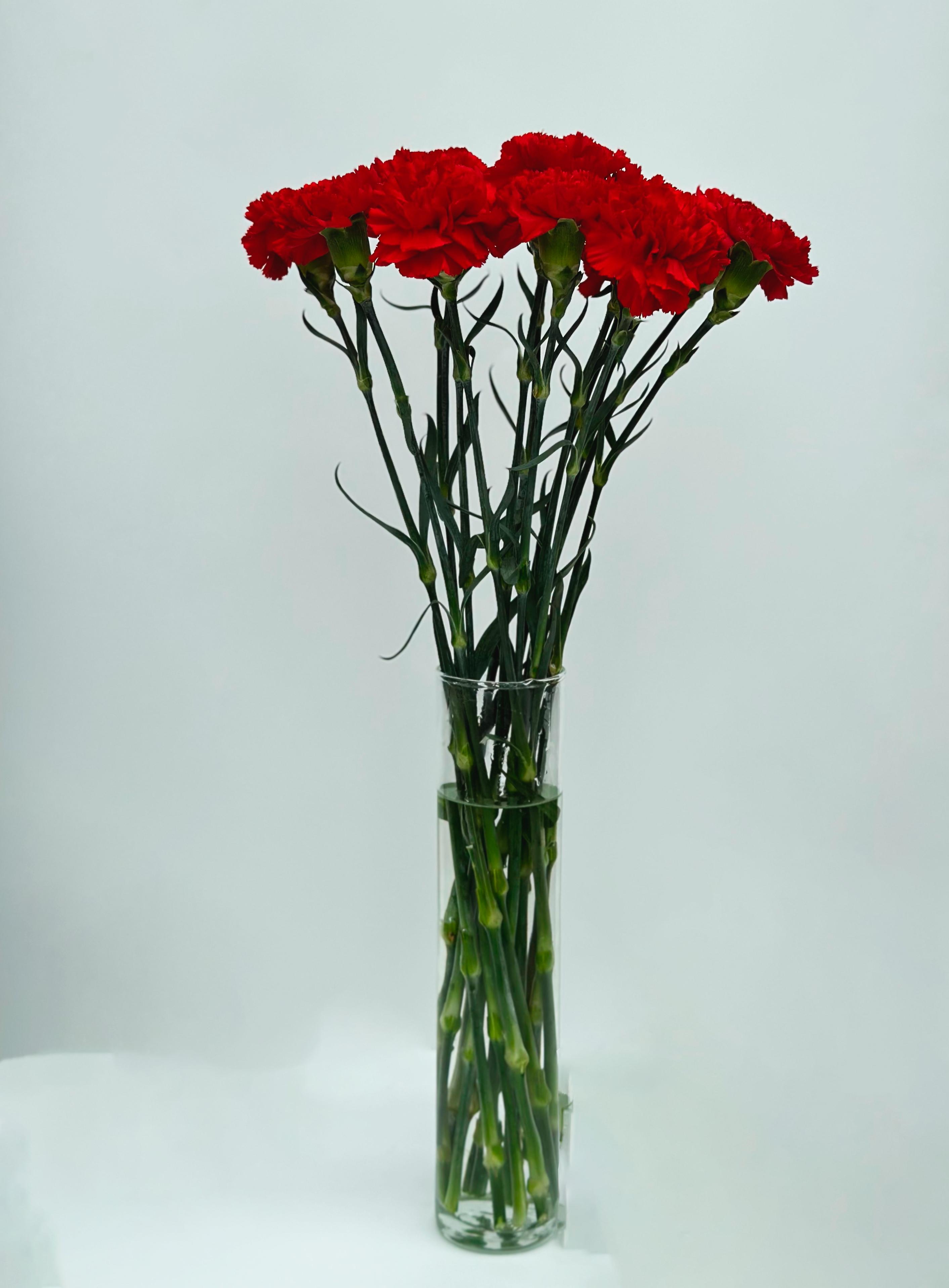 Гвоздика красная