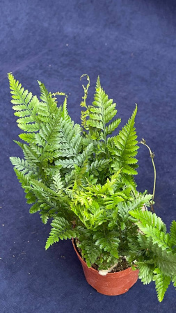 Давалия trichomanoides 25/009