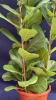 Фикус Lyrata plants 60-80/027