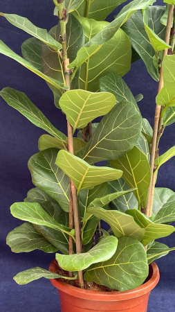 Фикус Lyrata plants 60-80/027