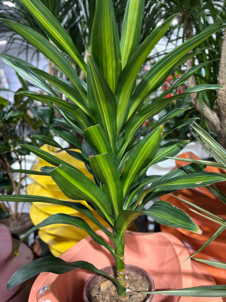 Драцена fragrans 100/032