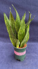 Сансевьерия trifasciata Snow Stripe /016