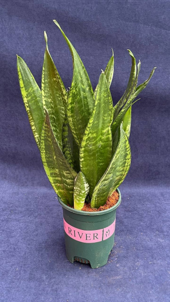 Сансевьерия trifasciata Snow Stripe /016