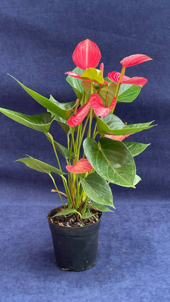 Антуриум livium ruby 55/014