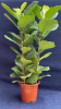Фикус Lyrata plants 60-80/027