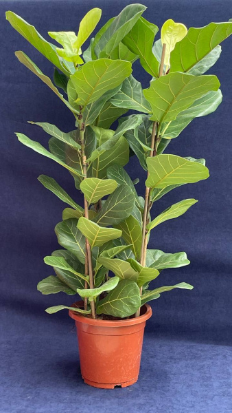 Фикус Lyrata plants 60-80/027