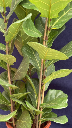 Фикус Lyrata plants 60-80/027