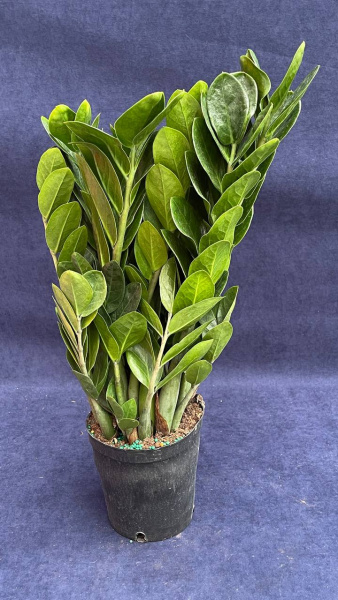 Замиокулкас zamifolia Round Leaf 50-55/015