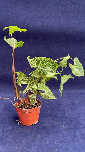 Сингониум podophyllum Batik 30-40/011
