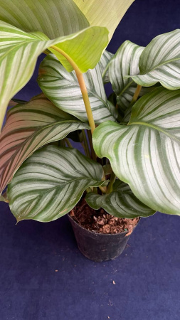 Каталея orbifolia 30-35/014