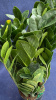 Замиокулкас zamifolia Round Leaf 50-55/015
