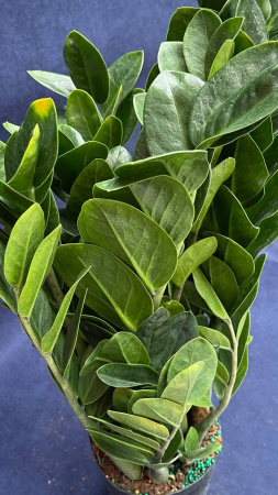 Замиокулкас zamifolia Round Leaf 50-55/015