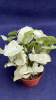 Сингониум podophyllum White Butterfly 30-35/011
