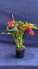 Антуриум andraeanum felicita 60/014