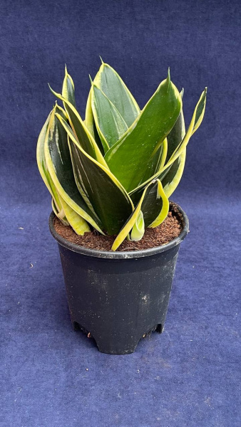 Сансевьерия trifasciata Mirror /014
