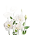 Эустома