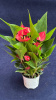 Антуриум Lily 30-35/011