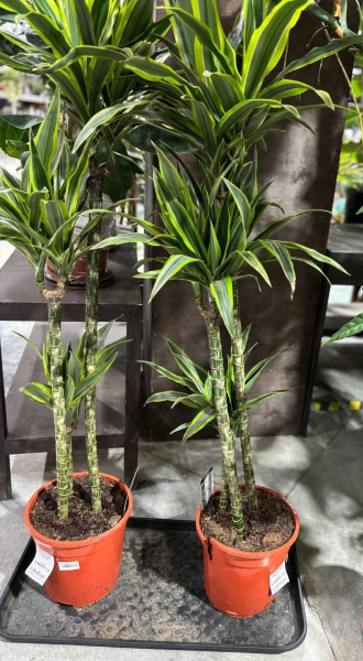 Драцена De Lemon Lime 140/024
