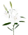 Лилия