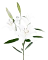 Лилия