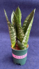 Сансевьерия trifasciata Mixed Varieties /010.5