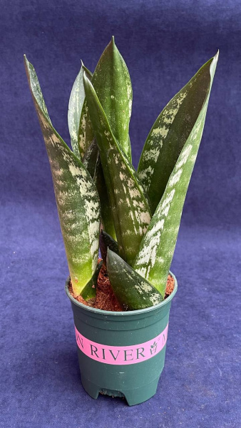 Сансевьерия trifasciata Mixed Varieties /010.5