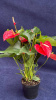 Антуриум andraeanum felicita 60/014