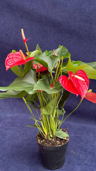 Антуриум andraeanum felicita 60/014