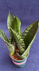 Сансевьерия trifasciata Mixed Varieties /010.5