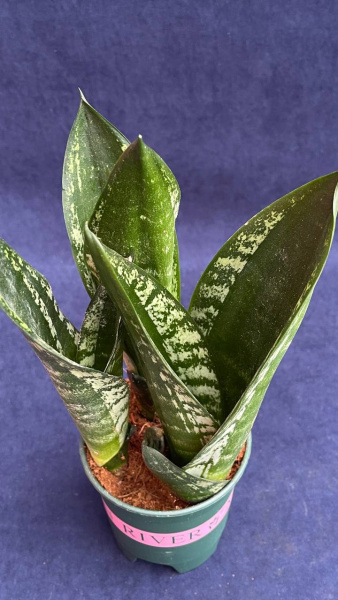 Сансевьерия trifasciata Mixed Varieties /010.5