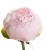 Пионы