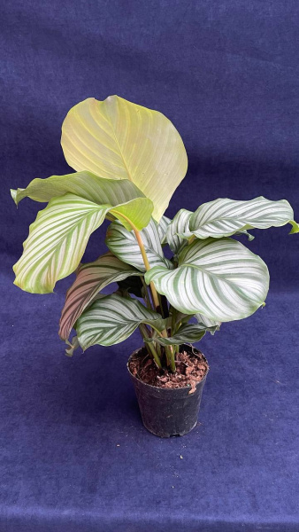 Каталея orbifolia 30-35/014
