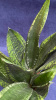 Сансевьерия trifasciata Snow Stripe /016