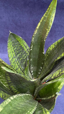 Сансевьерия trifasciata Snow Stripe /016