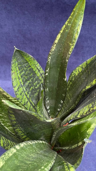 Сансевьерия trifasciata Snow Stripe /016