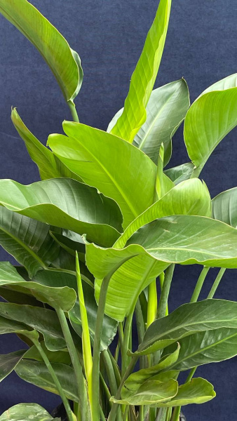 Стрелиция eginae (Bird of Paradise)