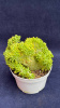 Седум Golden treasure grass 6-8/015