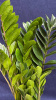 Замиокулкас zamifolia 40-50/018