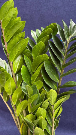 Замиокулкас zamifolia 40-50/018