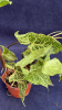 Сингониум podophyllum Batik 30-40/011