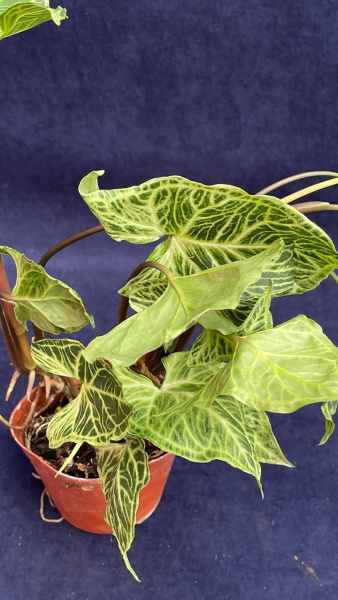 Сингониум podophyllum Batik 30-40/011