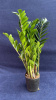 Замиокулкас zamifolia 40-50/018