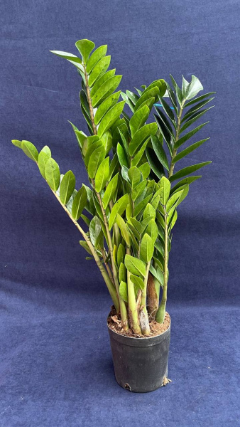 Замиокулкас zamifolia 40-50/018