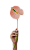 Срезанные цветы